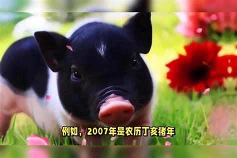 2007 生肖|2007年属什么生肖 